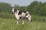 DOGUE ALLEMAND 553